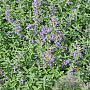 Nepeta grandiflora 'Bramdean' GM P9