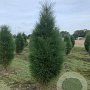 Pinus nigra 'Green Tower' 125-150 cm met kluit solitair
