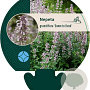 Nepeta grandiflora 'Dawn to Dusk' GM P9