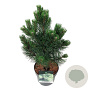 Pinus nigra 'Oregon Green' 30-40 cm 4,5L