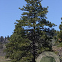 Pinus ponderosa 60-80 cm 10L
