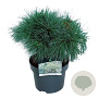 Pinus strobus 'Blue Shag' 30-40 cm 4,5L