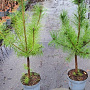 Pinus sylvestris 60-80 cm 5,0L