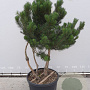Pinus sylvestris 175-200 cm draadkluit meerstammig