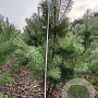 Pinus sylvestris 200-250 cm draadkluit meerstammig