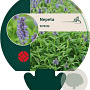 Nepeta nervosa GM P9