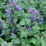 Nepeta racemosa 'Toria' GM P9