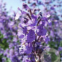 Nepeta racemosa 'Blue Wonder' GM P9