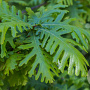 Quercus frainetto 'Hungarian Crown' 12-14 HO draadkluit