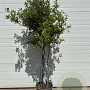 Quercus ilex 80-120 cm 30L bol meerstammig