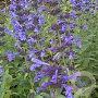 Nepeta sibirica GM P9