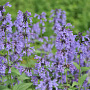 Nepeta sibirica GM P9