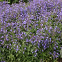 Nepeta sibirica 'Blue Beauty' GM P9