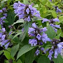 Nepeta subsessilis GM P9