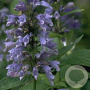 Nepeta subsessilis GM P9