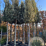 Quercus ilex 16-18 HO container piramide