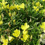 Oenothera fruticosa 'African Sun' GM P9