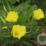 Oenothera macrocarpa GM P9