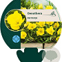 Oenothera macrocarpa GM P9
