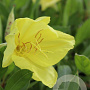Oenothera macrocarpa GM P9