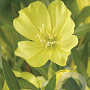 Oenothera macrocarpa GM P9