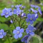 Omphalodes verna GM P9