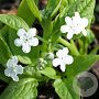 Omphalodes verna 'Alba' GM P9