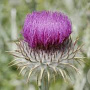 Onopordum acanthium GM P9