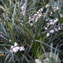Ophiopogon plan. 'Niger' GM P9