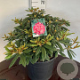 Rhododendron (Y) 'Hydon Hunter' 60-80 cm 35L