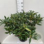 Rhododendron 'Marcel Menard' 60-80 cm 20L