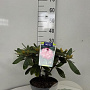 Rhododendron (Y) 'Marlis' 25-30 cm 5,0L