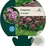Origanum 'Rosenkuppel' GM P9