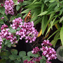 Origanum 'Rosenkuppel' GM P9
