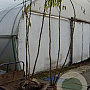 Rhus typhina 175-200 cm met kluit 3 tak meerstammig