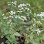 Origanum vulgare hirtum GM P9