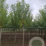 Robinia ps. 'Bessoniana' 25-30 HO draadkluit 250 cm stam