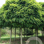 Robinia ps. 'Umbraculifera' 25-30 HO draadkluit