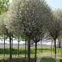 Robinia ps. 'Umbraculifera' 45-50 HO draadkluit 220 cm stam