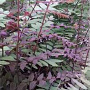 Osmunda regalis 'Purpurascens' GM P9