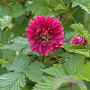Rubus spectabilis 'Olympic Double' 150-175 cm draadkluit struik