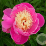 Paeonia (LE) 'Bowl of Beauty' GM  P11