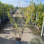 Salix cinerea 125-150 cm 5,0L