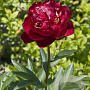 Paeonia (LD) 'Buckeye Belle' GM P9