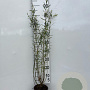 Salix purpurea 'Nana' 60-80 cm 2,0L