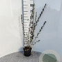 Salix repens nitida 40-60 cm 2,0L