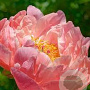 Paeonia (HH) 'Coral Charm' GM  P11