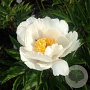 Paeonia (LE) 'Jan van Leeuwen' GM  P11