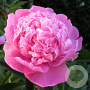 Paeonia lactiflora GM  P11