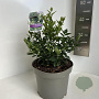 Sarcococca ruscifolia 25-30 cm 5,0L